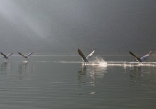 Αργυροπελεκάνοι: Τι έδειξε έρευνα για την απώλειά τους στη Μικρή Πρέσπα κατά 60%, λόγω της γρίπης των πτηνών