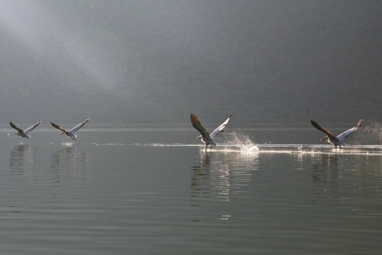 Αργυροπελεκάνοι: Τι έδειξε έρευνα για την απώλειά τους στη Μικρή Πρέσπα κατά 60%, λόγω της γρίπης των πτηνών