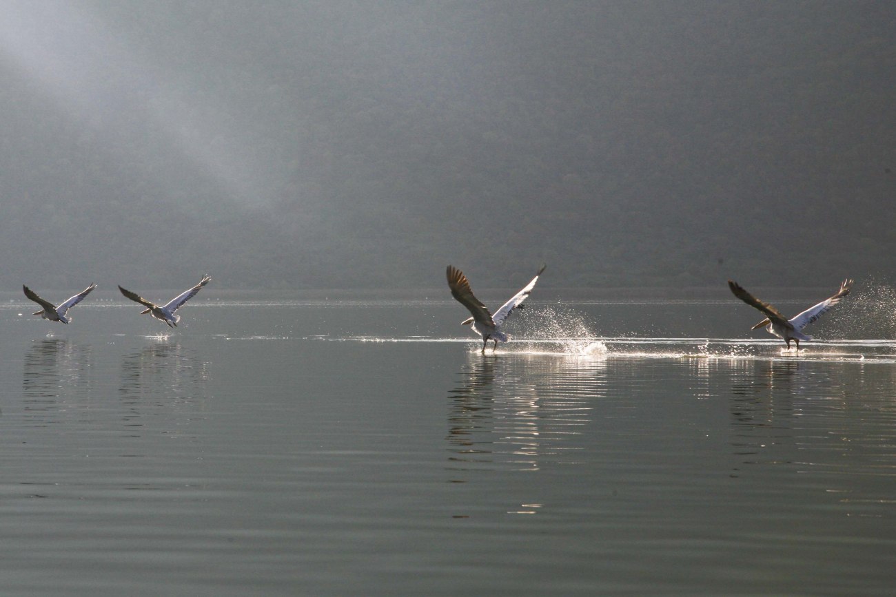 Αργυροπελεκάνοι: Τι έδειξε έρευνα για την απώλειά τους στη Μικρή Πρέσπα κατά 60%, λόγω της γρίπης των πτηνών