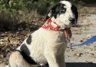 Το καλοσυνάτο αδεσποτάκι κουταβάκι Πίξι αναζητά τον άνθρωπό του