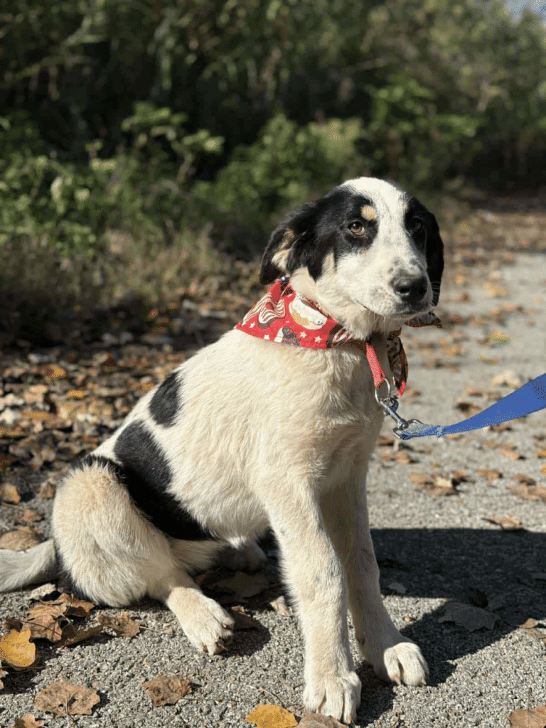 Το καλοσυνάτο αδεσποτάκι κουταβάκι Πίξι αναζητά τον άνθρωπό του