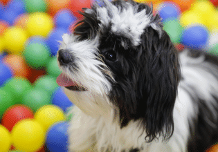 Κακοκαιρία: Οι βόλτες με τον σκύλο μας συντομεύουν, ώρα για εκτόνωση στο σπίτι