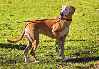 Όλοι οι λόγοι που ένας σκύλος σηκώνει το μπροστινό του πόδι