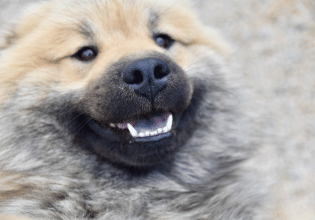 Ο σκύλος ακούει, μυρίζει, αλλά αντιλαμβάνεται έναν διαφορετικό κόσμο από ό,τι εμείς