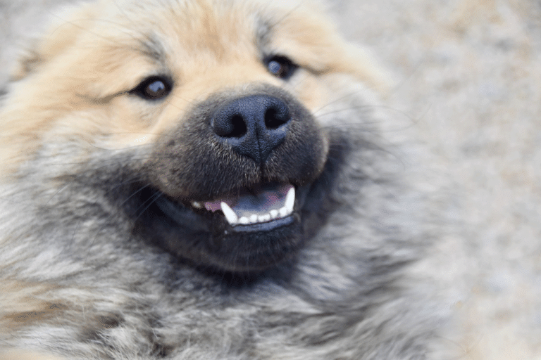 Ο σκύλος ακούει, μυρίζει, αλλά αντιλαμβάνεται έναν διαφορετικό κόσμο από ό,τι εμείς