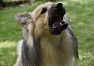 Ο σκύλος γαβγίζει συνέχεια – Μήπως είναι μια συμπεριφορά που ευθυνόμαστε εμείς;