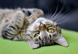 Πώς μπορούμε να μάθουμε στη γάτα κόλπα – Τα βήματα