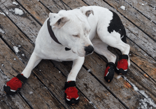 Είναι τα παπουτσάκια απαραίτητα να τα φορούν τα σκυλάκια; – Η χρησιμότητά τους