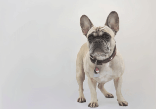 Οι συμπεριφορές μας που δεν πρέπει να εκδηλώνουμε στον σκύλο μας