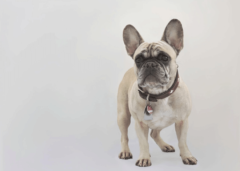 Οι συμπεριφορές μας που δεν πρέπει να εκδηλώνουμε στον σκύλο μας