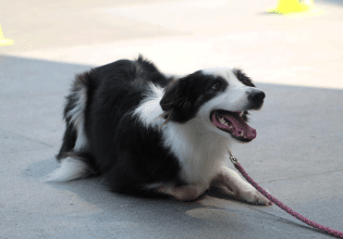 Σκύλος: Από τι εξαρτάται η χρονική διάρκεια εκπαίδευσής του;