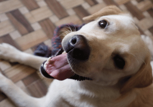 Τα ατυχήματα που μπορεί να πάθει ένας σκύλος