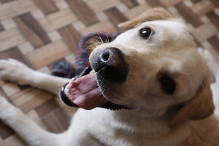 Τα ατυχήματα που μπορεί να πάθει ένας σκύλος