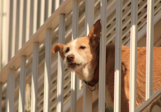 Σκύλος μόνος στο μπαλκόνι: Πώς επηρεάζεται η ψυχολογία του