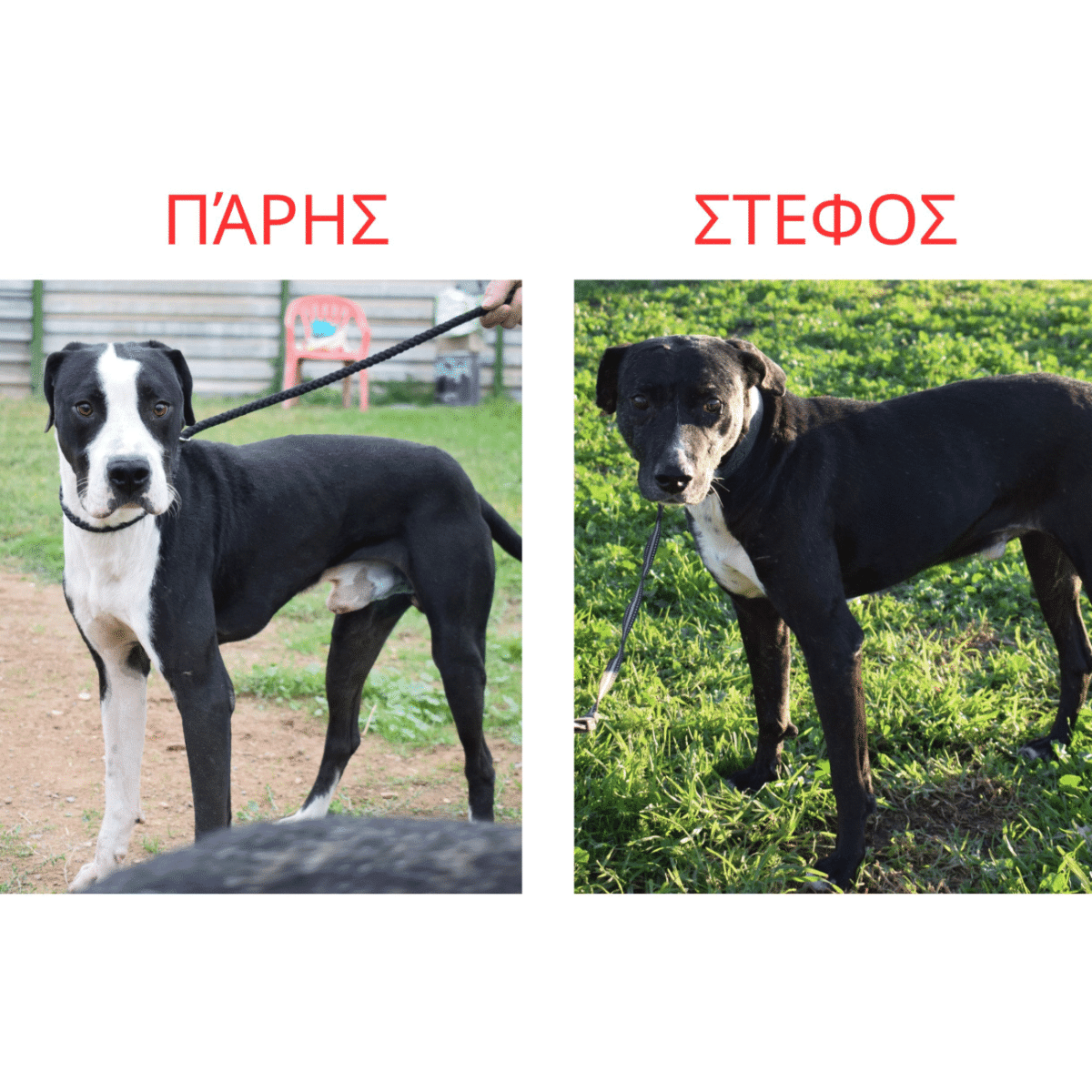 Τα δύο αδεσποτάκια, ο Πάρης και ο Στέφος ανυπομονούν να βρουν μια ζεστή, παντοτινή αγκαλιά