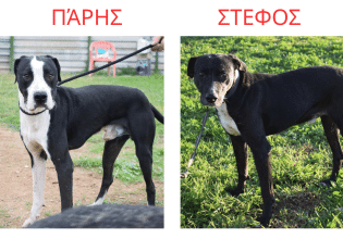 Τα δύο αδεσποτάκια, ο Πάρης και ο Στέφος ανυπομονούν να βρουν μια ζεστή, παντοτινή αγκαλιά