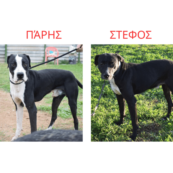 Τα δύο αδεσποτάκια, ο Πάρης και ο Στέφος ανυπομονούν να βρουν μια ζεστή, παντοτινή αγκαλιά
