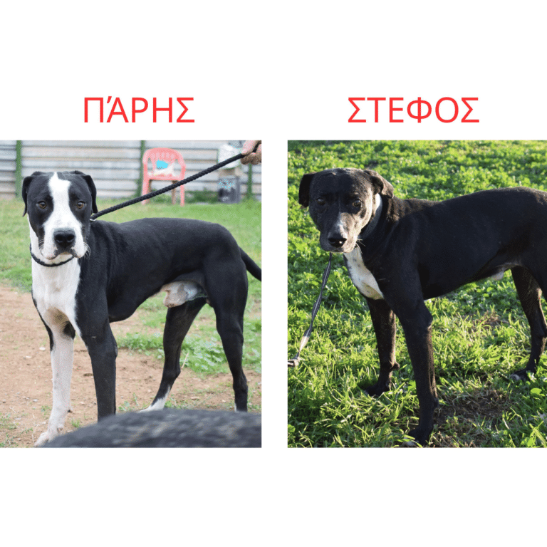 Τα δύο αδεσποτάκια, ο Πάρης και ο Στέφος ανυπομονούν να βρουν μια ζεστή, παντοτινή αγκαλιά