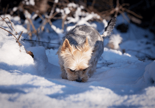 Οι σκύλοι που αισθάνονται το κρύο  περισσότερο – Ο κατάλληλος «εξοπλισμός» για να μην κρυώνουν
