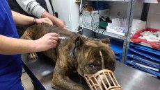 Ζάκυνθος: «Απρόβλεπτος και δυνητικά επικίνδυνος» ο σκύλος που σκότωσε το αγοράκι – Το πόρισμα του ΔΙΚΕΠΑΖ για το πίτμπουλ