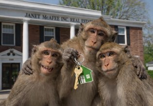 Βλέπω μια μαϊμού ή βίντεο «μαϊμού»; – Τα ξέφρενα πρωτεύοντα του Σεντ Λούις των ΗΠΑ