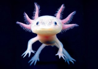 Το πικρό χαμόγελο των αξολότλ: Θεότητα Αζτέκων, megastar στα social media, μασκότ στο Μουντιάλ, υπό εξαφάνιση στη φύση