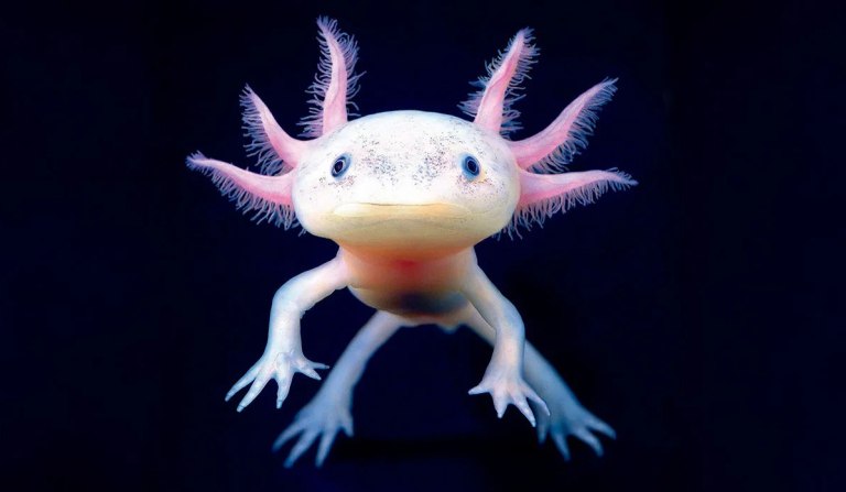 Το πικρό χαμόγελο των αξολότλ: Θεότητα Αζτέκων, megastar στα social media, μασκότ στο Μουντιάλ, υπό εξαφάνιση στη φύση