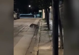 Αλεπού… έκανε έφοδο στο Μέγαρο Μαξίμου