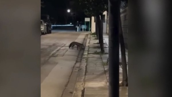 Αλεπού… έκανε έφοδο στο Μέγαρο Μαξίμου