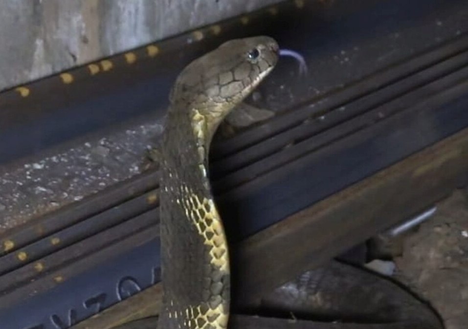 Κόμπρα ξεμυτίζει από τις γραμμές του τρένου σε φωτογραφία που περιλαμβάνεται στη μελέτη (Dikansh S. Parmar et al / Biotropica 2026)