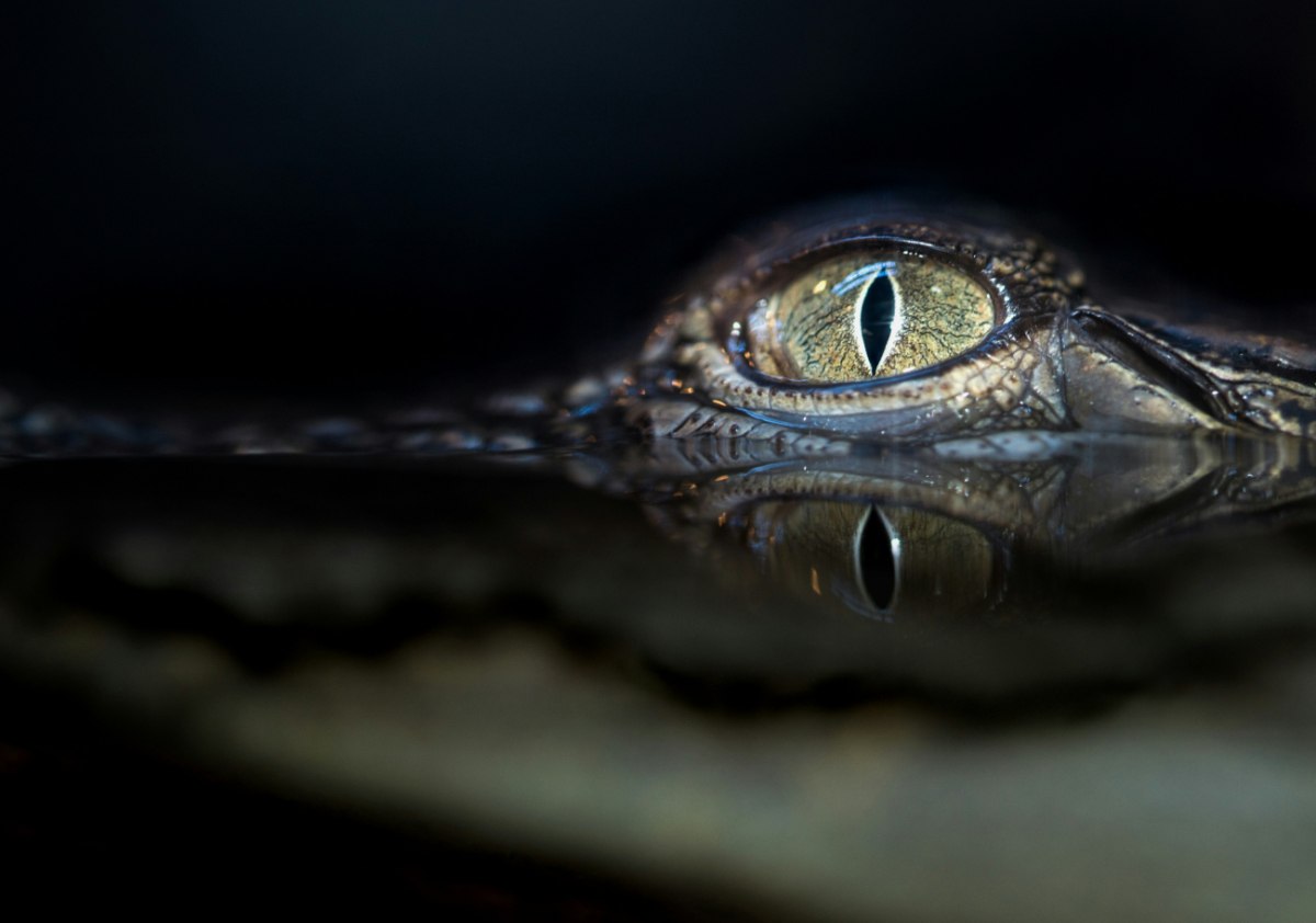 Από το «εγχειρίδιο» του Τραμπ: Το Ισραήλ εξετάζει την κατασκευή φυλακής περιτριγυρισμένης από κροκόδειλους