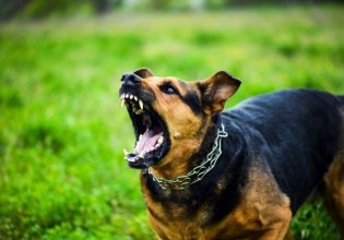 Βόλος: Θύμα επίθεσης από σκυλιά 60χρονος που πήγε για τρέξιμο