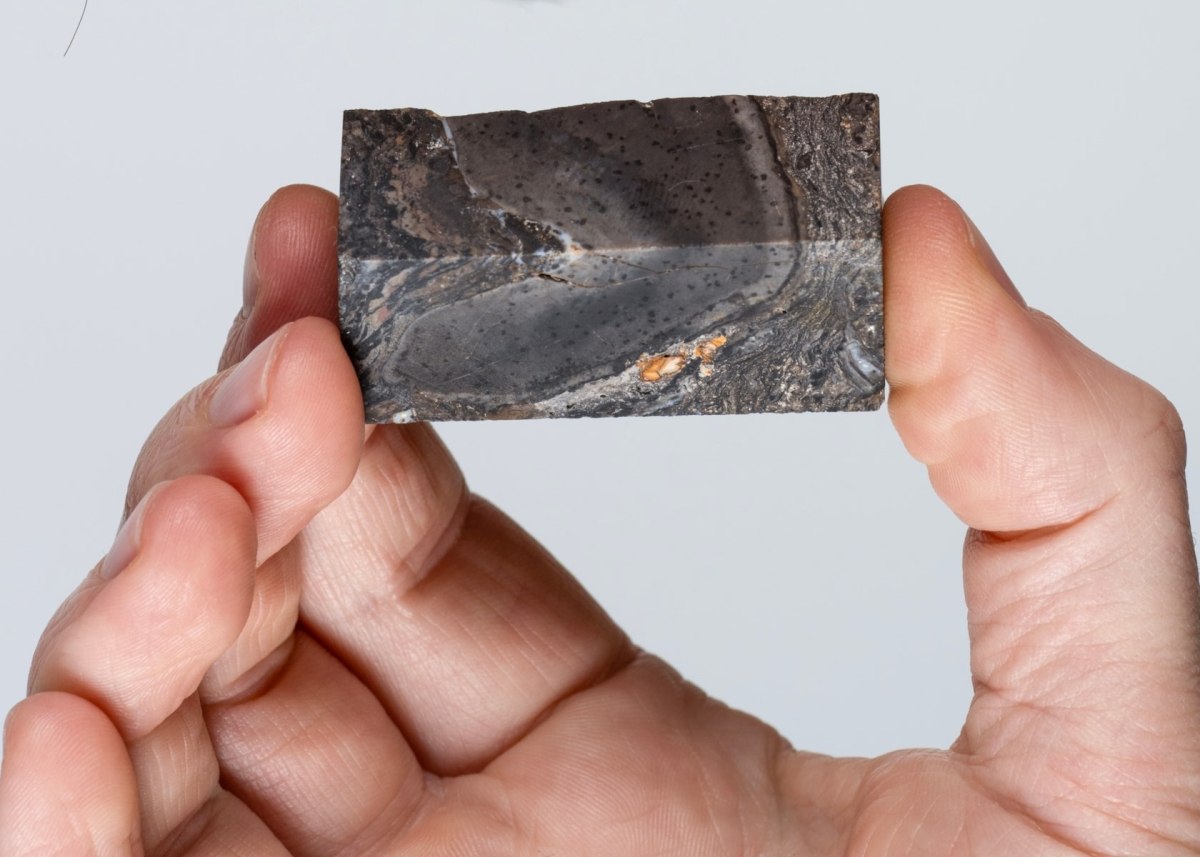 Το απολίθωμα που εξετάζει η μελέτη είναι μικρό αλλά εξαιρετικά καλοδιατηρημένο (Καλλιτεχνική απεικόνιση του Prototaxires ανάμεσα σε μικρά είδη προϊστορικών φυτών (Neil Hanna)