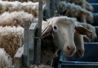 Ακόμη μια σύσκεψη στο Μαξίμου για την ευλογιά των αιγοπροβάτων – Θα συμμετέχουν περιφερειάρχες