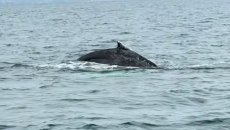 Φάλαινα εμφανίστηκε μετά από 87 χρόνια στον Παγασητικό Κόλπο