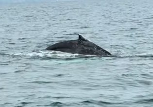 Φάλαινα εμφανίστηκε μετά από 87 χρόνια στον Παγασητικό Κόλπο