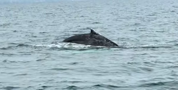 Φάλαινα εμφανίστηκε μετά από 87 χρόνια στον Παγασητικό Κόλπο