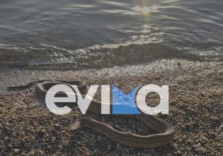 Μεγάλο φίδι βρέθηκε σε παραλία της Εύβοιας