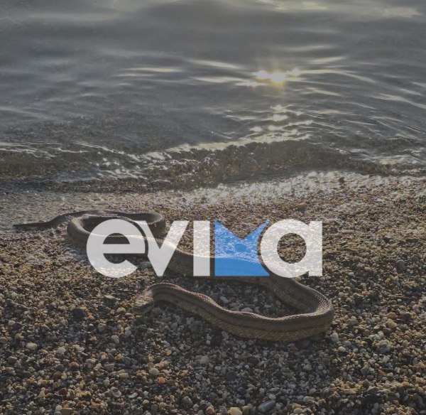Μεγάλο φίδι βρέθηκε σε παραλία της Εύβοιας