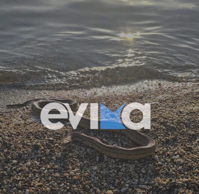 Μεγάλο φίδι βρέθηκε σε παραλία της Εύβοιας