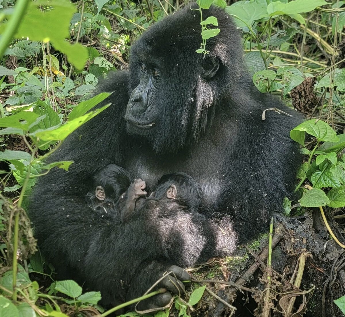 Δίδυμα υπό εξαφάνιση γοριλάκια γεννήθηκαν σε εθνικό πάρκο του Κονγκό