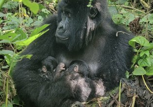 Δίδυμα υπό εξαφάνιση γοριλάκια γεννήθηκαν σε εθνικό πάρκο του Κονγκό