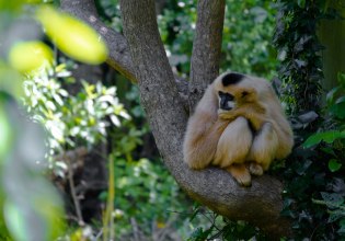 Από τις «ψυχεδελικές» αράχνες έως τα ευρωπαϊκά χέλια: 10 είδη που το 2026 βρίσκει στο χείλος της εξαφάνισης