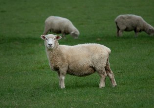 Ευλογιά των προβάτων – Οι «αντιεμβολιαστές» απειλούν τη φέτα