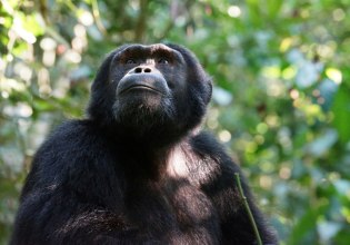 Ιαπωνία: Πέθανε η Ai, η ιδιοφυής χιμπατζής που άλλαξε όσα γνωρίζαμε για τη νοημοσύνη των πρωτευόντων