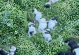 Κτηνωδία στο Ρέθυμνο – Μαζική θανάτωση 17 κουταβιών στο δήμο Αμαρίου