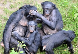 Οι ομοφυλοφιλικές επαφές «μέρος της κοινωνικής ζωής» πολλών πιθήκων