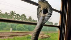 Φίδια στο τρένο; Κόμπρες ταξιδεύουν ως λαθρεπιβάτες σε νέες περιοχές της Ινδίας