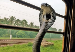 Φίδια στο τρένο; Κόμπρες ταξιδεύουν ως λαθρεπιβάτες σε νέες περιοχές της Ινδίας