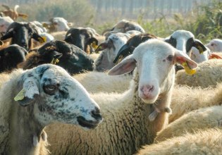 Greece Confirms No Approved Vaccine for Goat and Sheep Pox